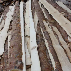 ГОРБЫЛЬ И ОБАПОЛ ИЗ СОСНЫ